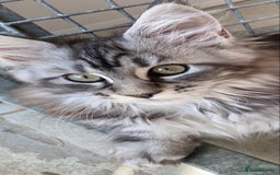 Maine Coon cats for sale: Pedigree registered Maine Coons - Image 5