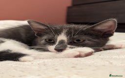 Mixed Breed cats for sale: Two Adorable Kittens – Ready for New Homes - Image 13