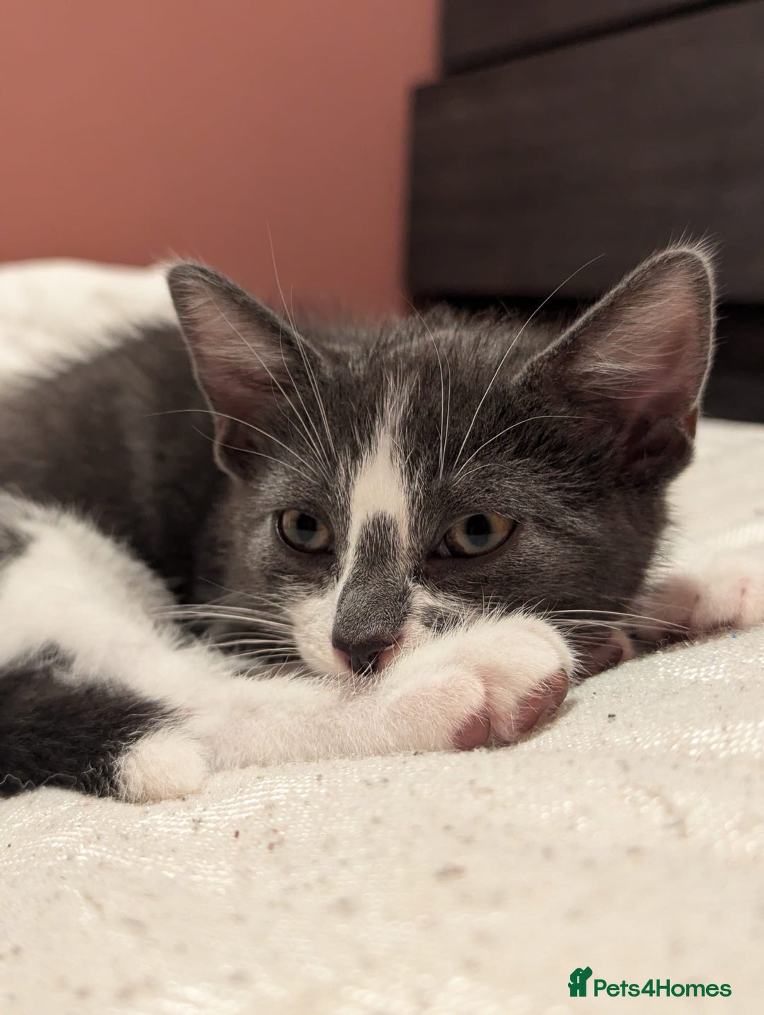 Mixed Breed cats for sale: Two Adorable Kittens – Ready for New Homes - Image 13
