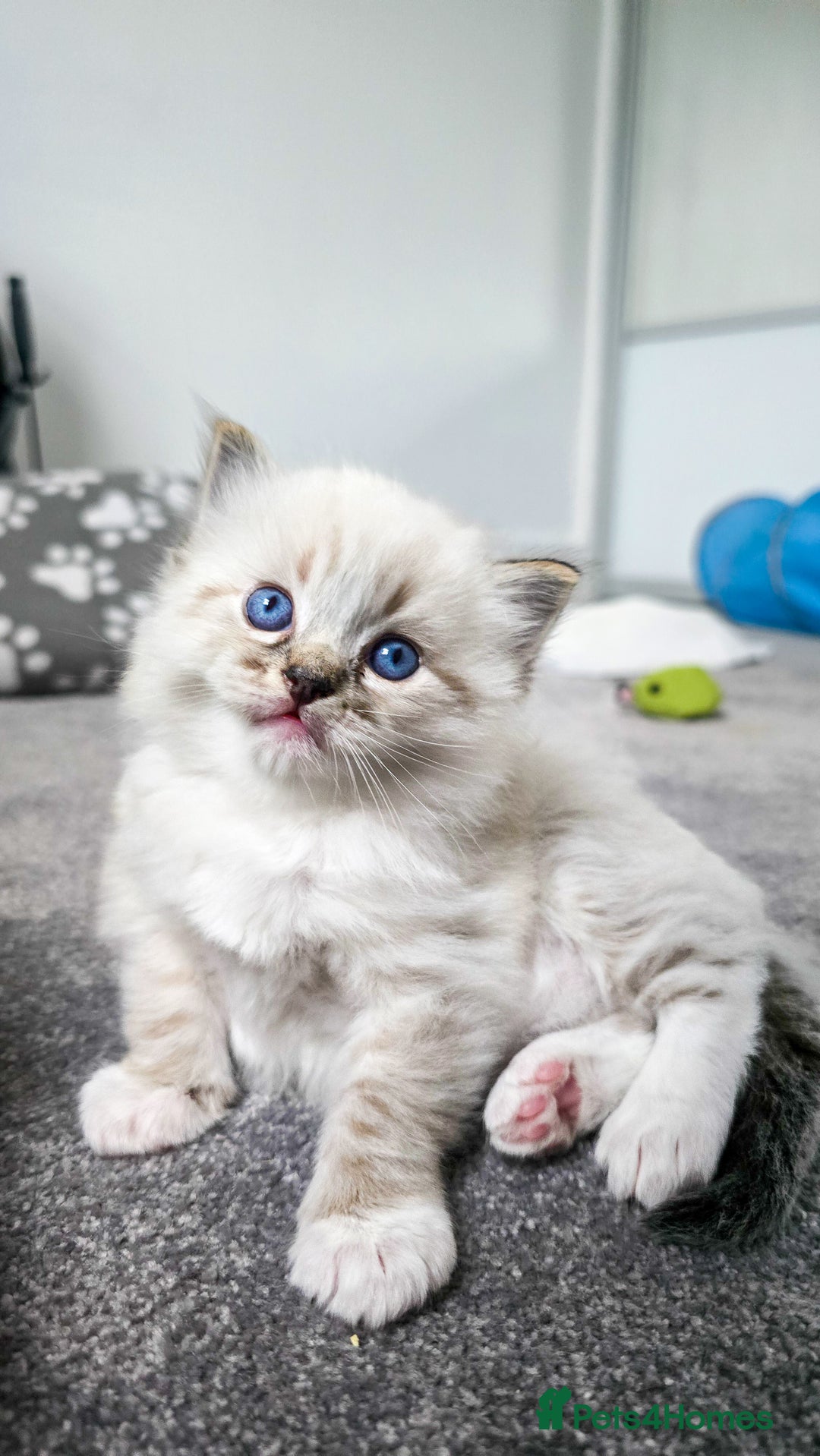 Ragdoll cats for sale: Beautiful kittens looking for their forever home - Image 12