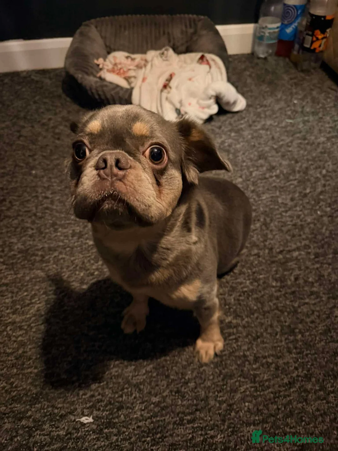 Frug dogs for sale: Bailey - Advert 8