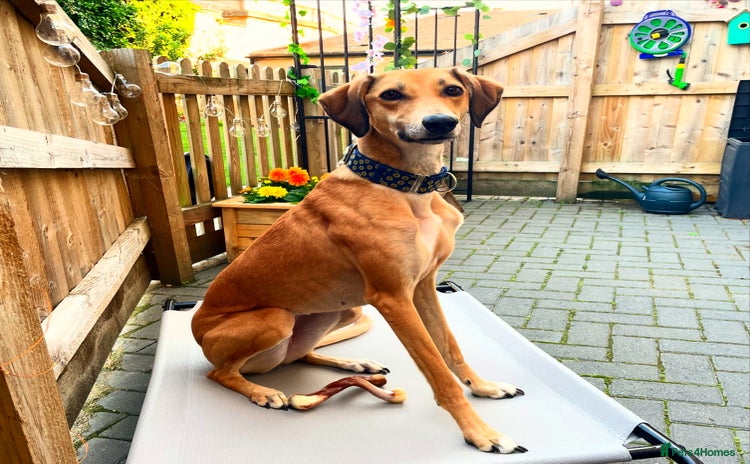 Mixed Breed dogs - Advert 1