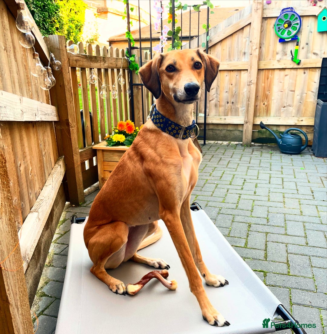 Mixed Breed dogs for sale: Beautiful saluki x greyhound for adoption - Image 1