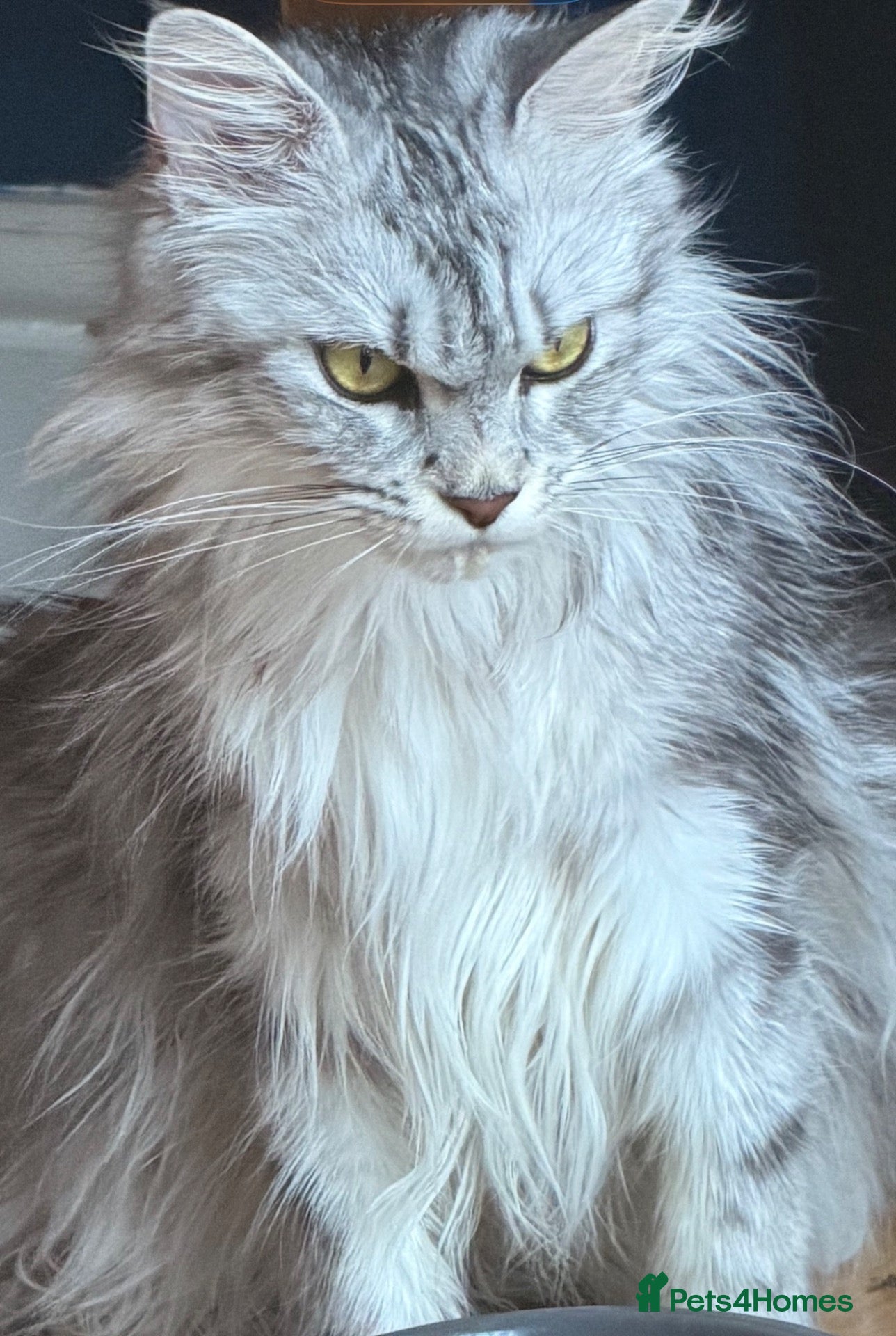 Maine Coon cats Maincoon Cross - Advert 1