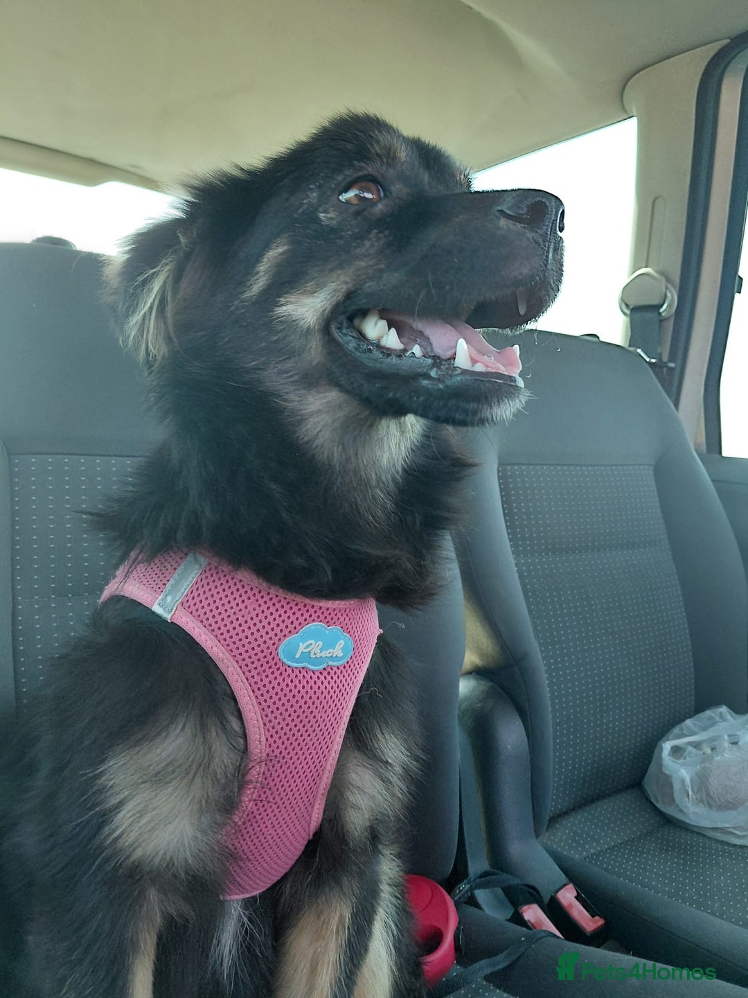 Mixed Breed dogs for adoption: ROBY, a superb puppy boy - for a Loving Home - Image 26