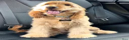 Cocker Spaniel dogs for sale: GOLDEN SHOW-TYPE PEDIGREE COCKER SPANIEL GIRL - Advert 2