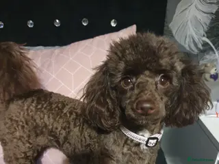 Toy Poodle dogs 2 boys and 1 girl chocolate brown Toy Poodles! - Advert 2