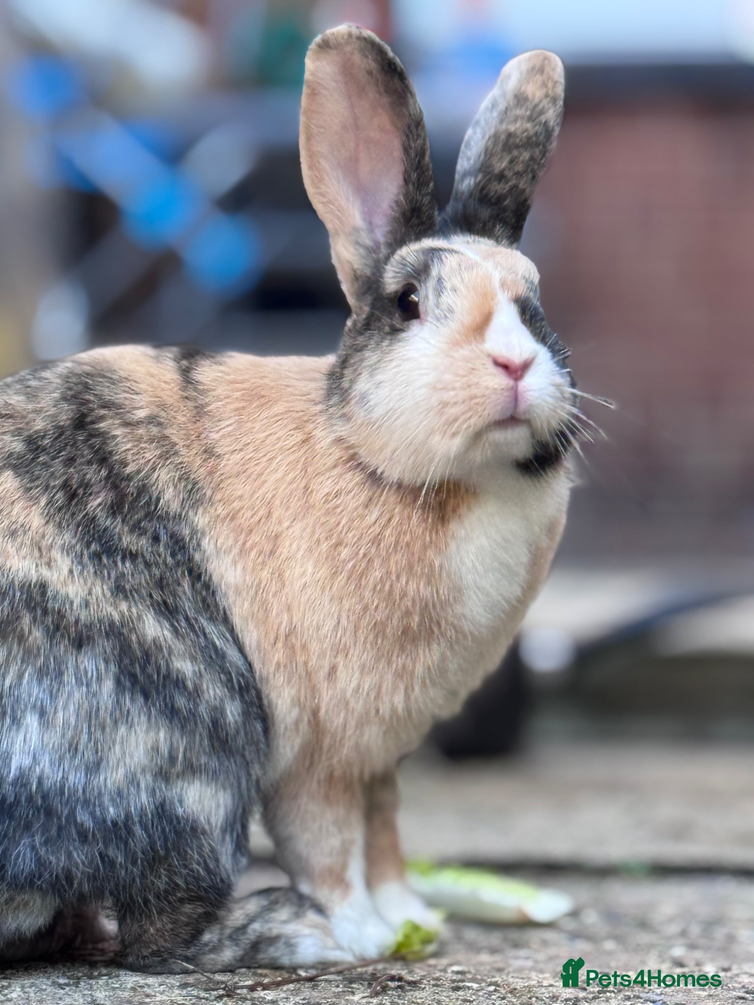Mixed Breed rabbits beautiful bonded pair of mixed breed females - Advert 1