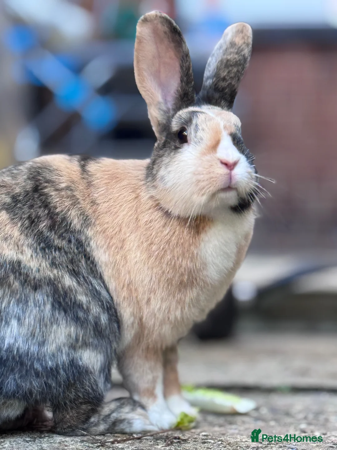 Mixed Breed rabbits for sale: beautiful bonded pair of mixed breed females in Rugby - Advert 1