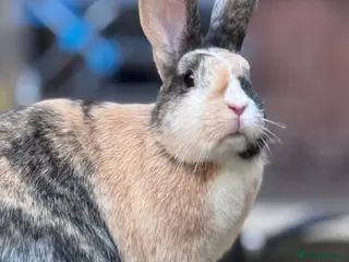 Mixed Breed rabbits beautiful bonded pair of mixed breed females - Advert 4