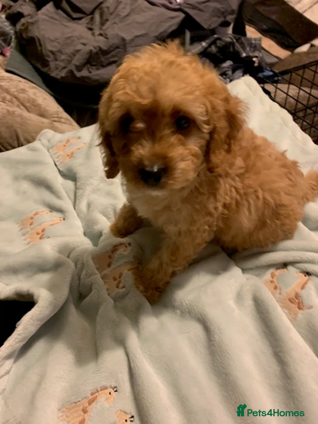 Cockapoo dogs for sale: male Cockapoo  - Advert 2