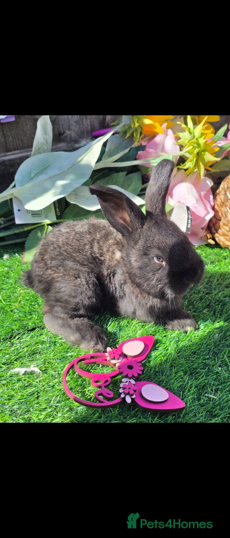 Continental Giant rabbits 3 beautiful continental giants for reserve  - Advert 2