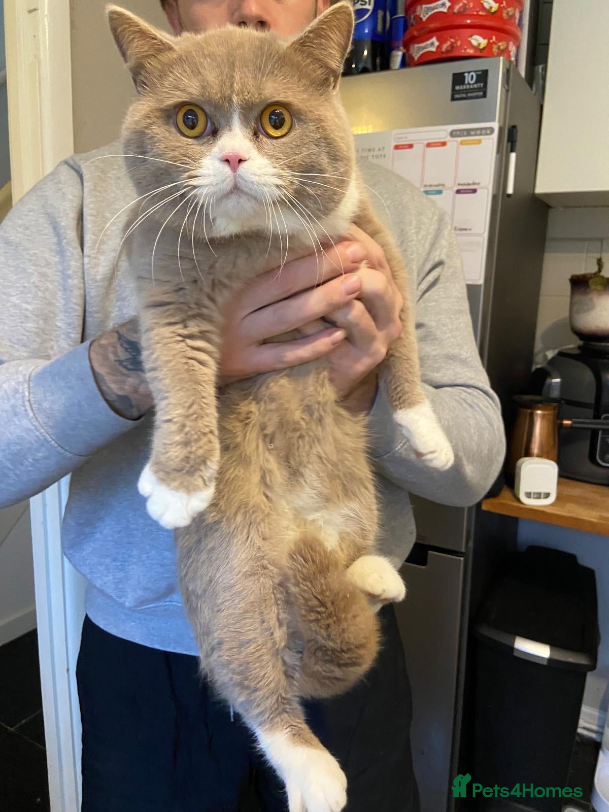 British Shorthair cats Chunky male BSH - Advert 6