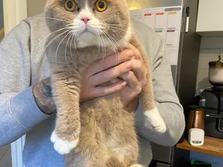 British Shorthair cats Chunky male BSH - Advert 16