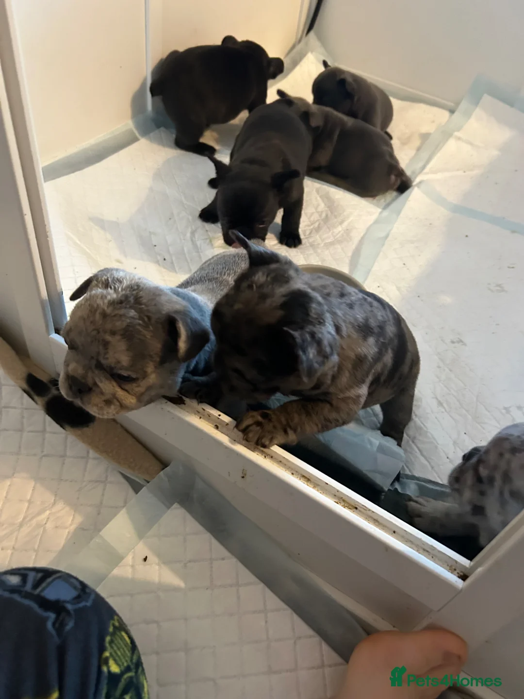 French Bulldog dogs for sale: French Bulldog puppies - Advert 2