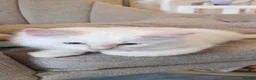 Ragdoll cats for sale: Health tested pure breed ragdoll kittens  - Advert 14
