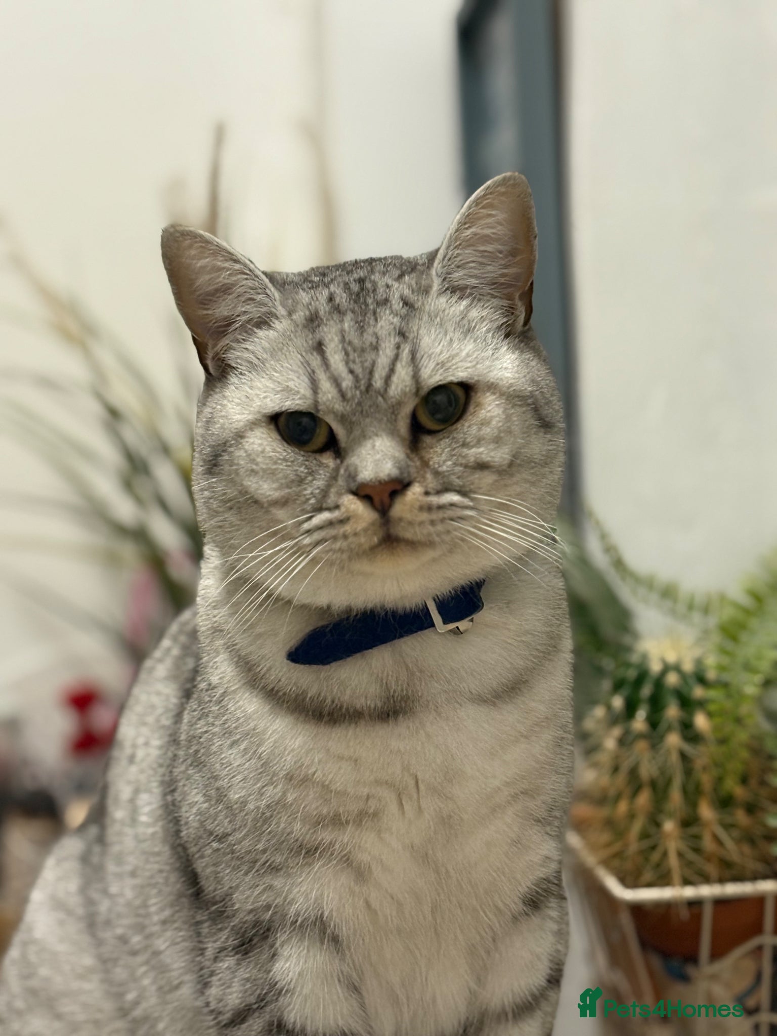 British Shorthair cats for sale: Stunning British short hair kitten - Advert 3