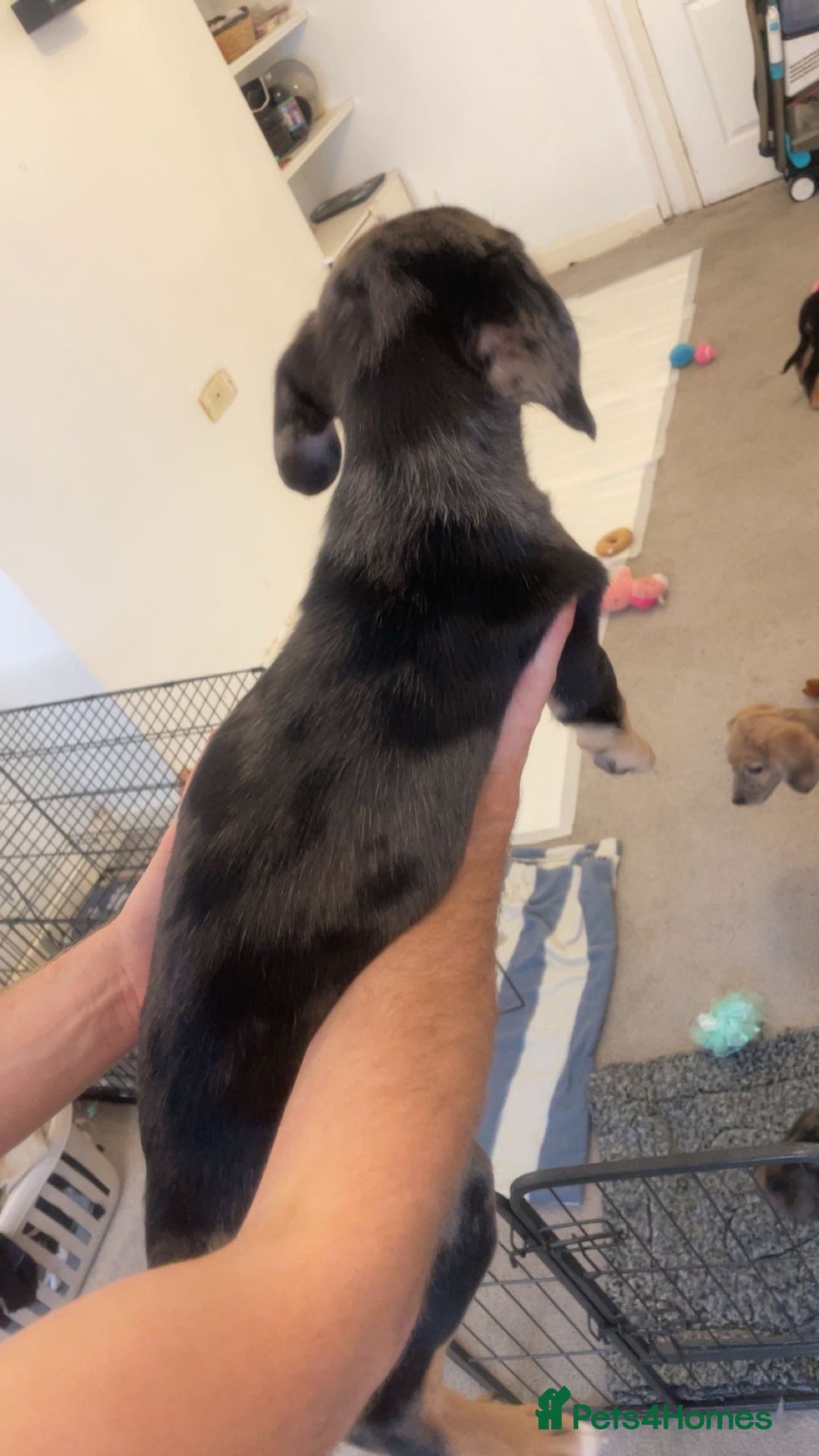 Mixed Breed dogs for sale: Mixed breed puppies READY TO GO! - Image 6