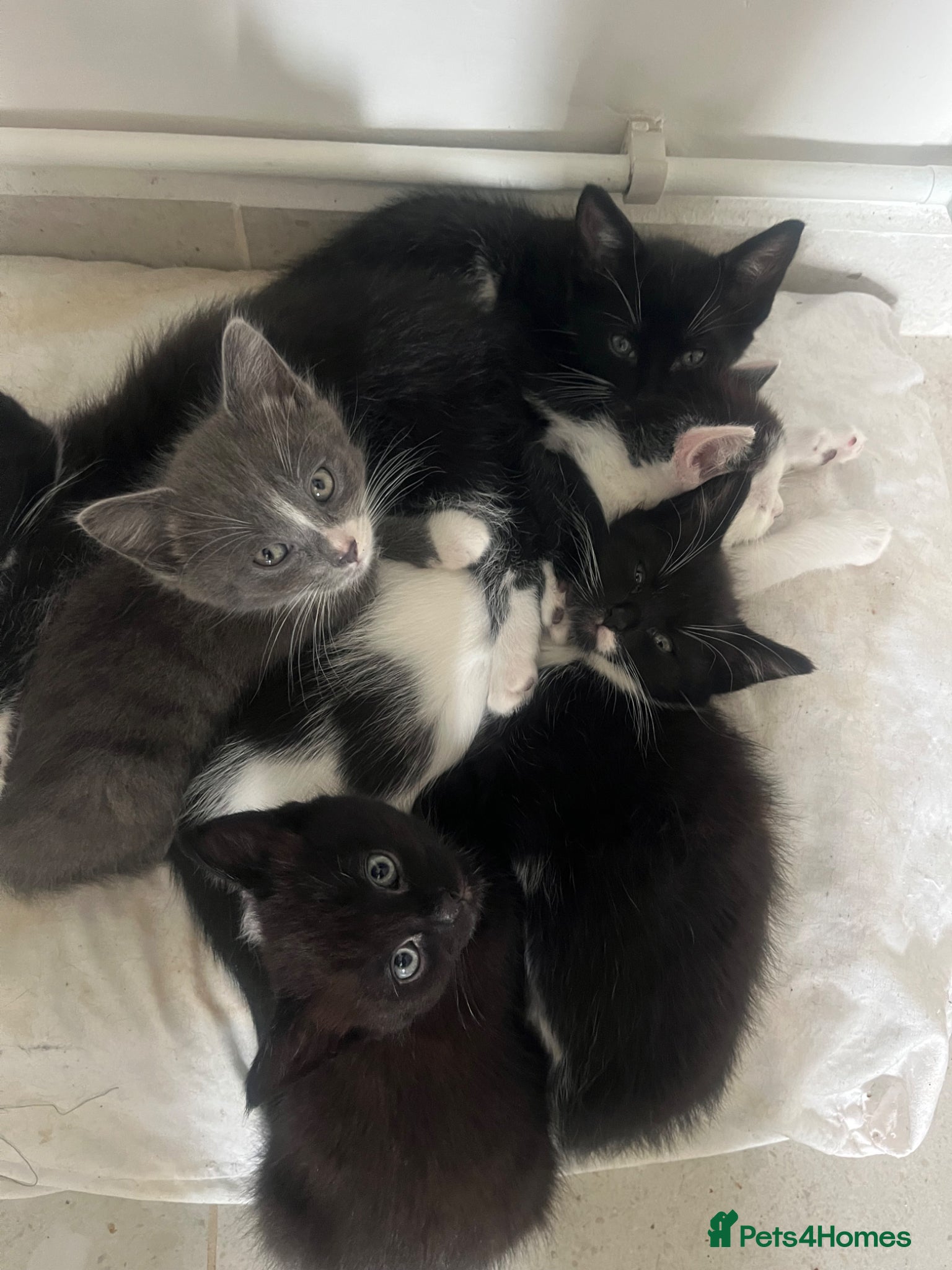 Domestic Shorthair cats Gorgeous kittens mix of Persian and shorthair - Advert 1