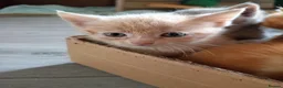 Mixed Breed cats for sale: Adorable beautiful kittens  - Advert 4