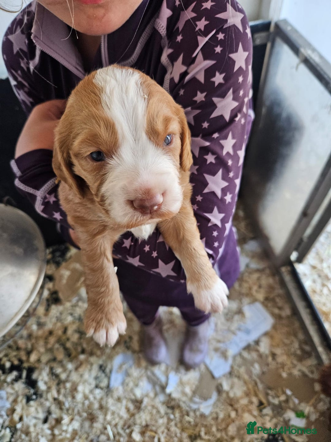 Cocker Spaniel dogs for sale: Beautiful Red Cocker Spaniels - Image 4