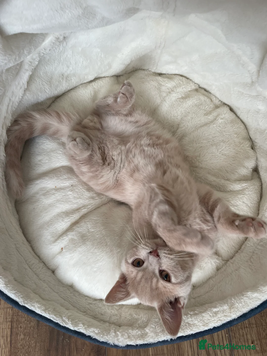 British Shorthair cats for sale: Beautiful Cat Looking for a Loving Forever Home 🐾 in London - Advert 2