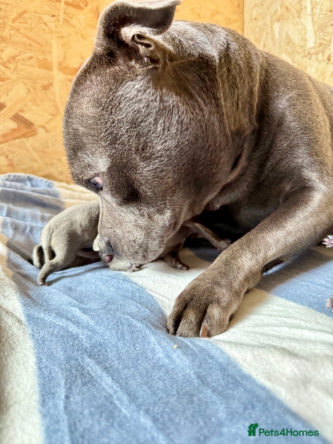 Staffordshire Bull Terrier dogs for sale: Blue Staffordshire Bull Terrier KC registered - Advert 6