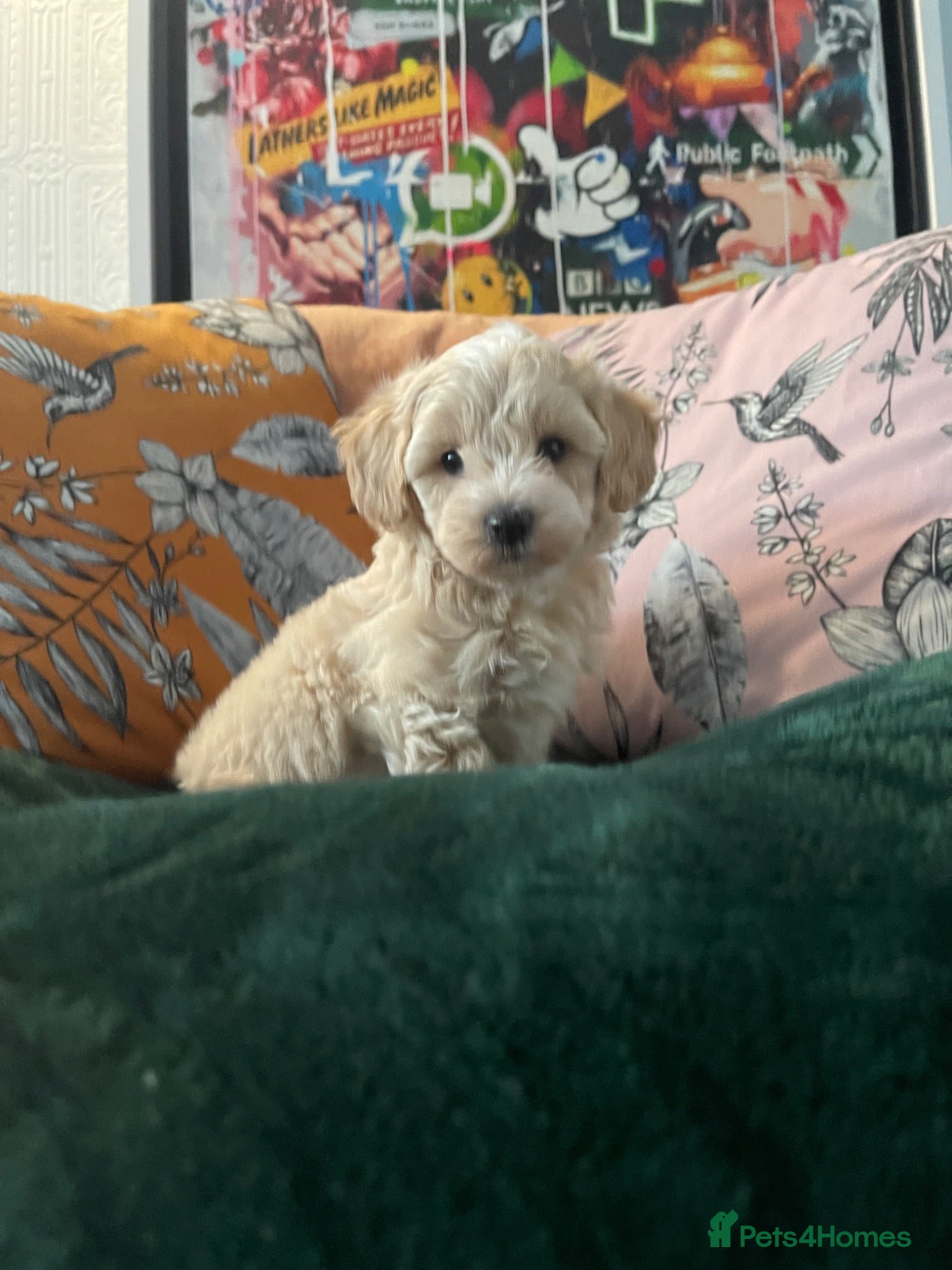 Maltipoo dogs Toy Maltipoos  - Advert 1