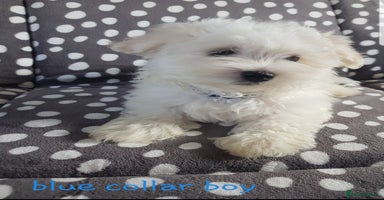 Maltese dogs - Advert 7