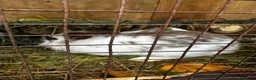 Mixed Breed rabbits for sale: Rabbits for sale in Oswestry - Advert 8