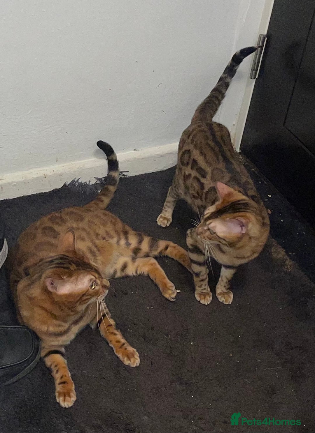 Bengal cats for sale: Marble bengal boy and bengal girl - Image 12