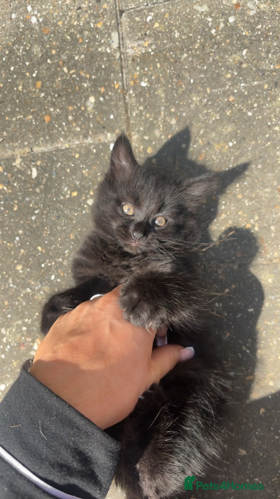 British Shorthair cats 🌟 fluffy British short hair mixed breed🌟  - Advert 4