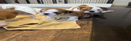 English Bulldog dogs for sale: KC Registered standard puppies - Advert 4
