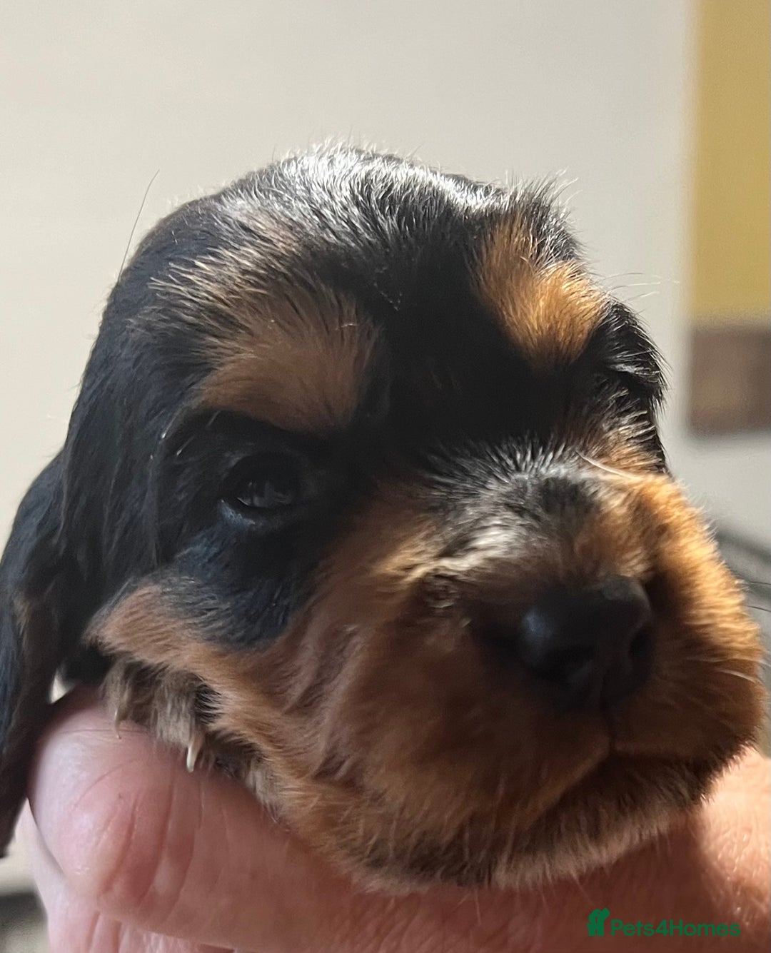 Cocker Spaniel dogs for sale: KC COCKER PUPS TRI BLACK TAN WHITE RED HEALTH TEST - Image 8