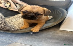 Mixed Breed dogs for sale: Beautiful puppies  - Image 7