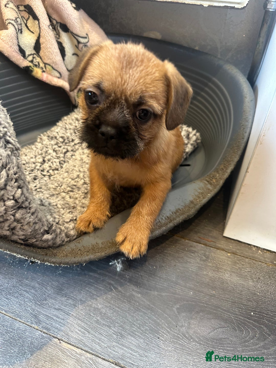 Mixed Breed dogs for sale: Beautiful puppies  - Image 7