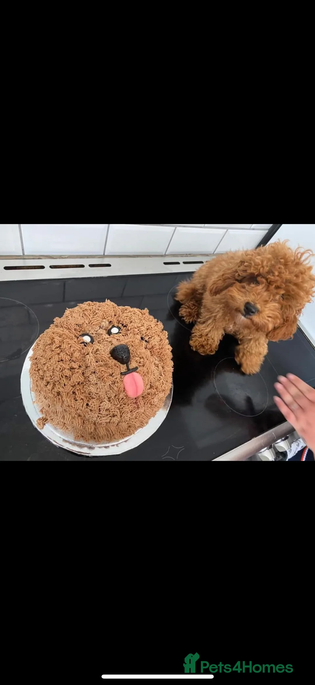 Toy Poodle dogs for stud: Kc Registered Toy Poodle for Stud in Chesterfield - Advert 11