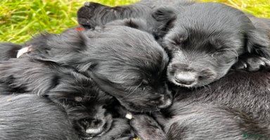 Cocker Spaniel dogs in Ty Croes - Advert 1