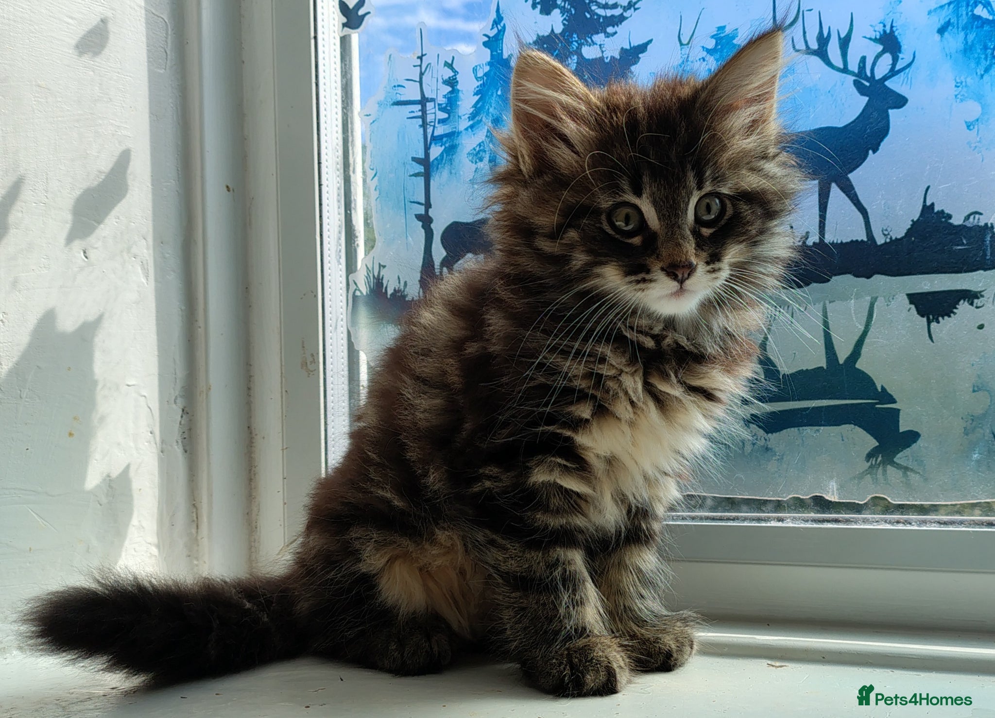 Norwegian Forest Cat cats Beautiful Pedigree Norwegian Forest kittens - Advert 14