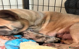 French Bulldog dogs for sale: Two gorgeous French bulldog males  - Advert 1