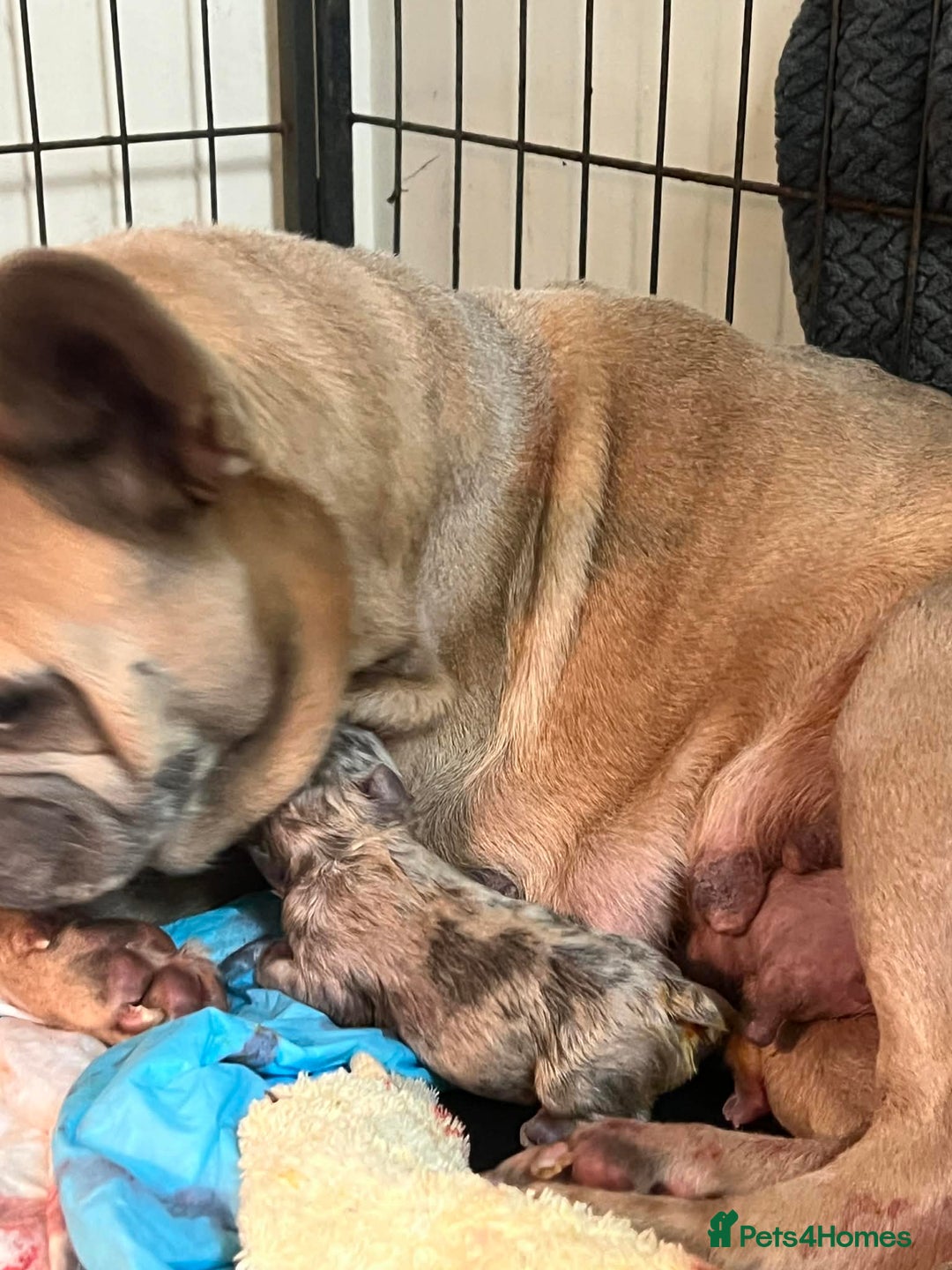 French Bulldog dogs for sale: Two gorgeous French bulldog males  - Advert 1