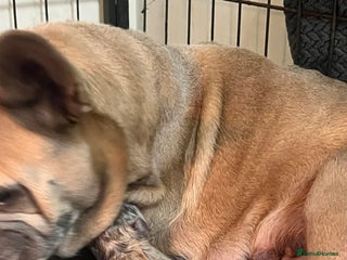 French Bulldog dogs Two gorgeous French bulldog males - Advert 2