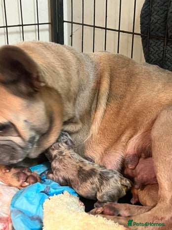 French Bulldog dogs Two gorgeous French bulldog males - Advert 2