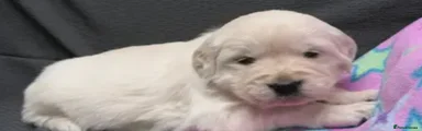 Golden Retriever Puppy 7