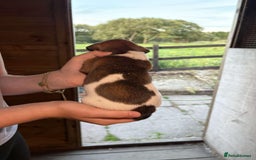 Jack Russell dogs for sale: Jack Russell puppies 5 boys left - Image 21