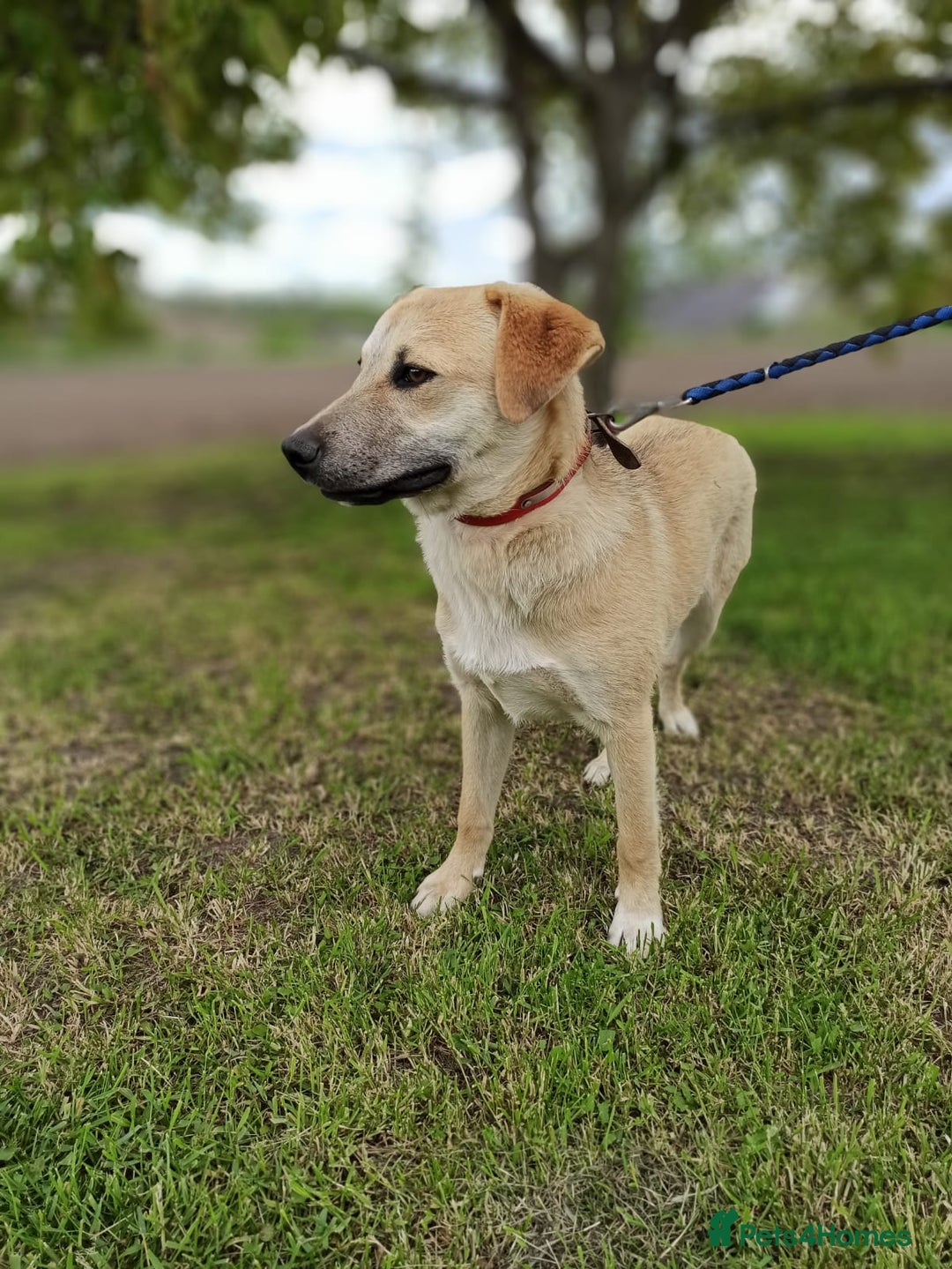 Mixed Breed dogs for adoption: 💙🐶 DAN 🐶💙 - Image 7