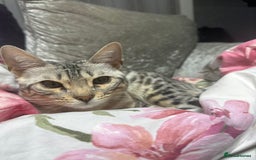 Bengal cats for sale: ****** - Image 2