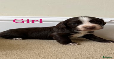 Cocker Spaniel dogs - Advert 4
