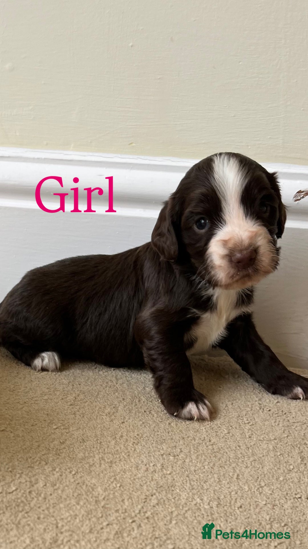 Cocker Spaniel dogs for sale: STUNNING FUR BABYS NEED A HOME🐶🩷🩵 - Image 1