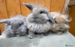 Mixed Breed rabbits for sale: Mini Lop x Lionheads Ready Now - Image 4